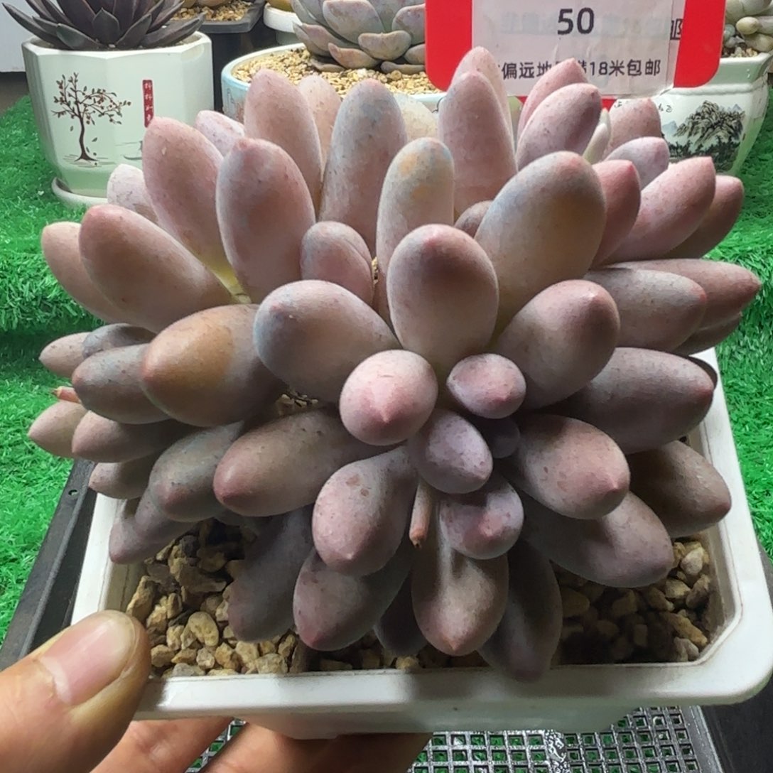 解忧多肉植物编号50