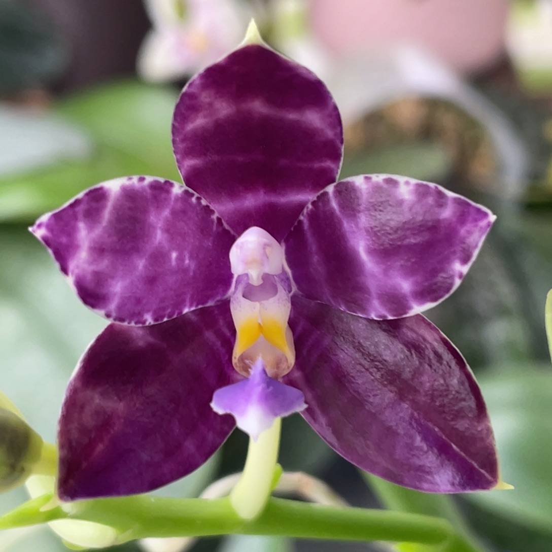 大部分花苞少量开放