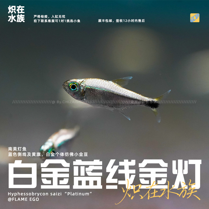 【炽在·顺丰包邮】白金蓝线金灯 南美灯科鱼 观赏鱼 热带鱼 宠物