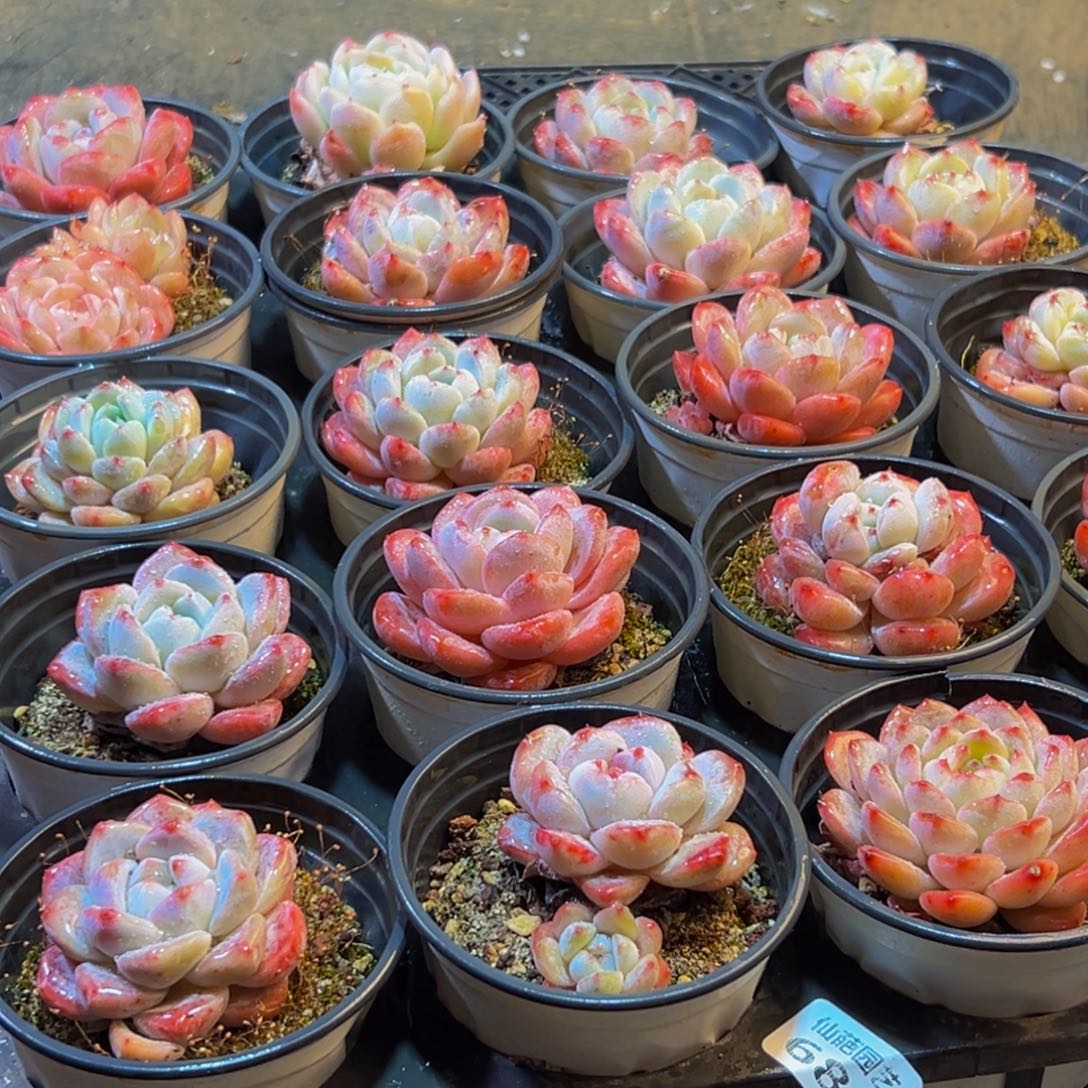 681多肉葡萄的味道是真的很