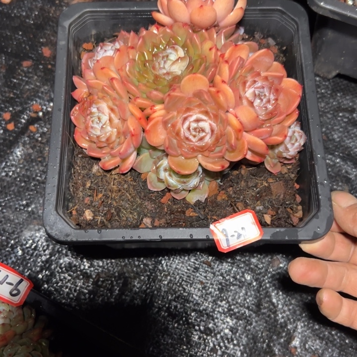 D***丽精品多肉植物老桩