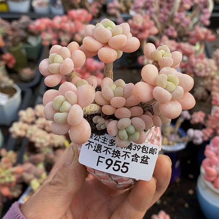 鱼子酱6cm955多肉植物
