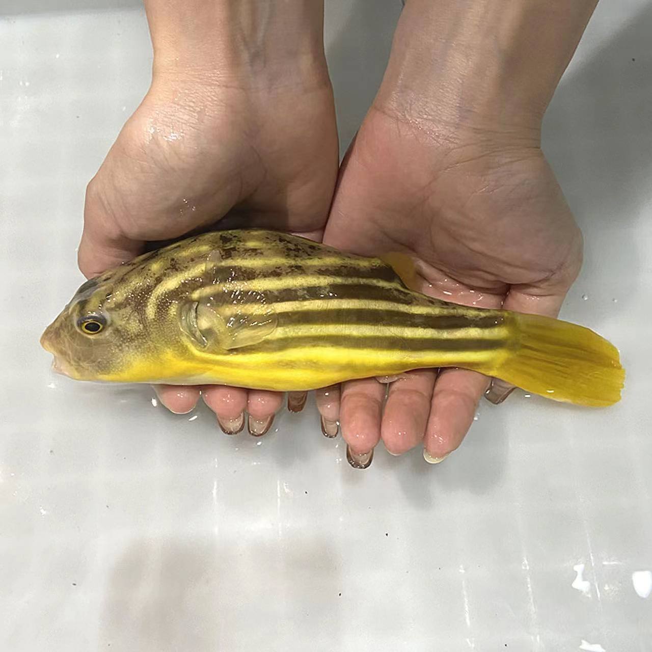 20cm+斑马狗头河豚鱼-以直播间为准（签收两小时内无视频不报损）