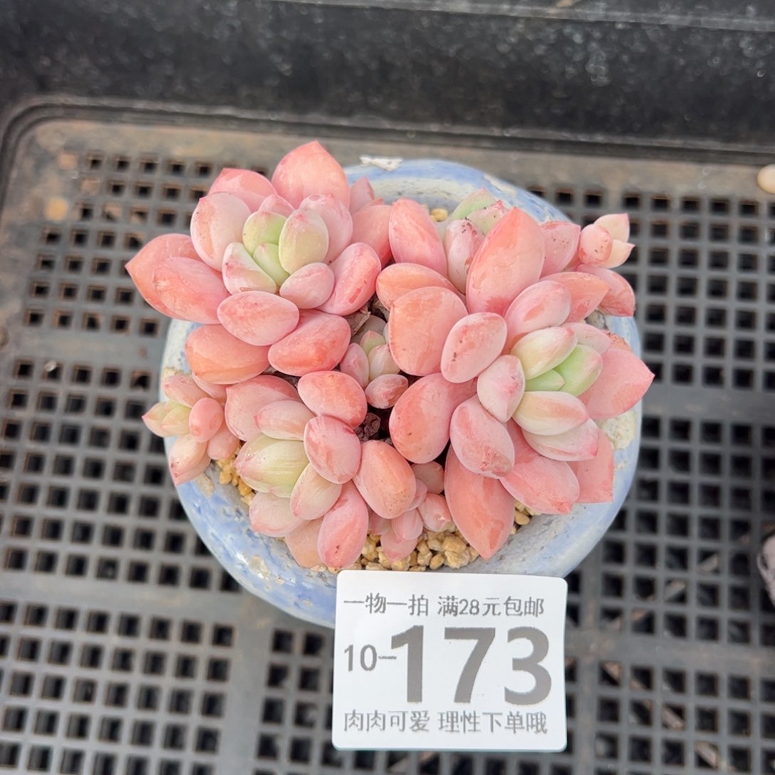 拉丝雨多肉多肉多肉多肉