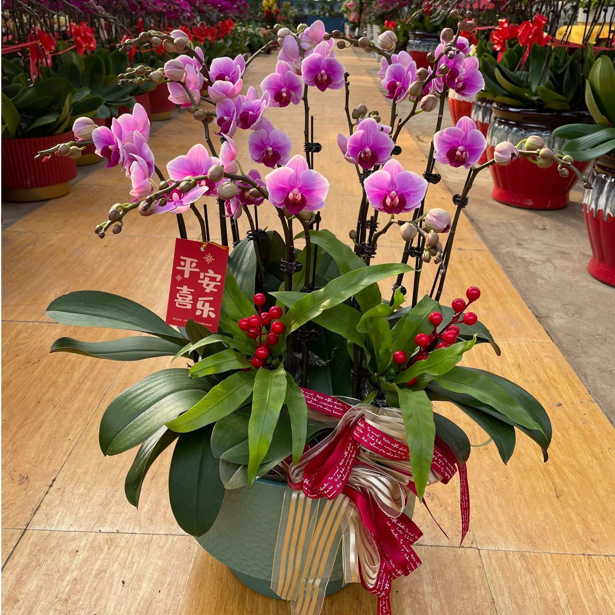 年宵花 蝴蝶兰双骄带花带苞好看易养盆栽装饰花高品质绿植10颗