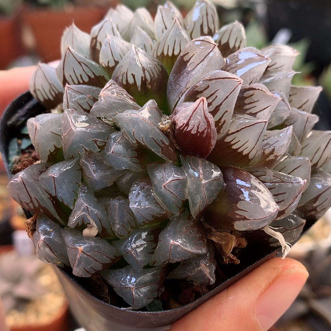 实生生交流水晶玉露