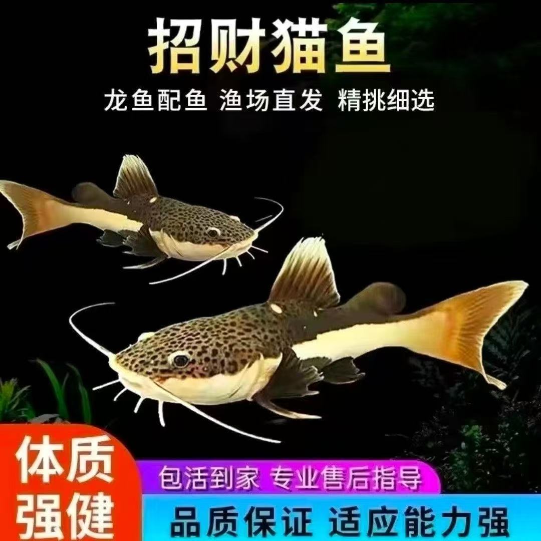 招财猫鱼活体大型热带观赏鱼底层淡水鱼鲶鱼狗仔鱼