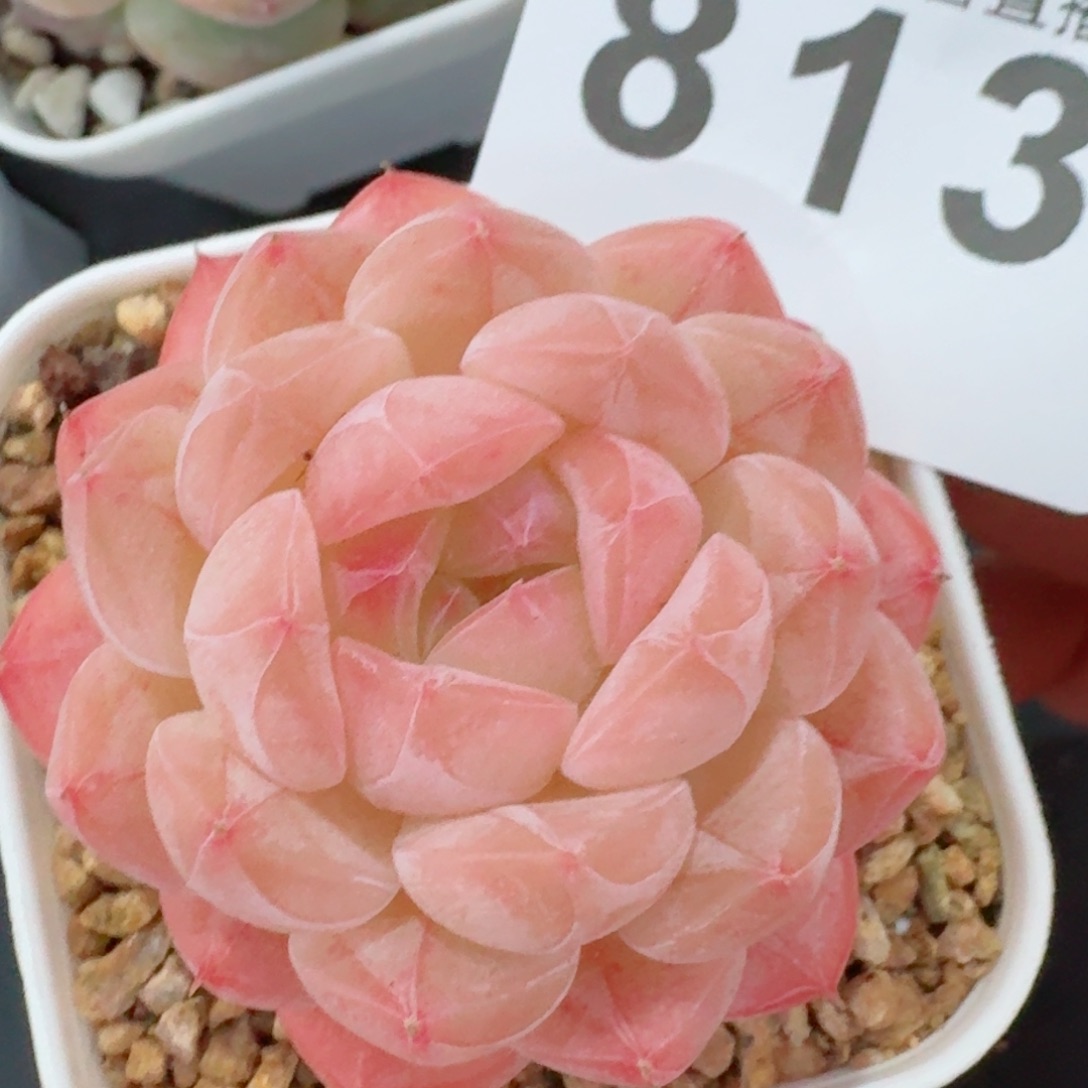 美心         精品多肉