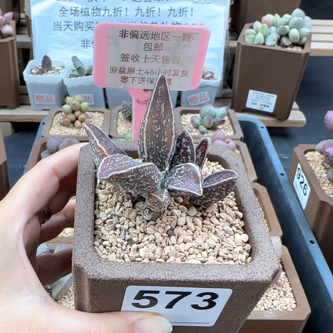 大**?573花肌楞叶多肉植物