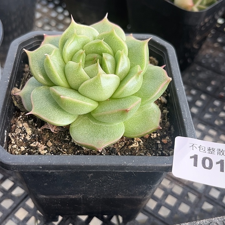 阿雅园艺。     10169麦秆