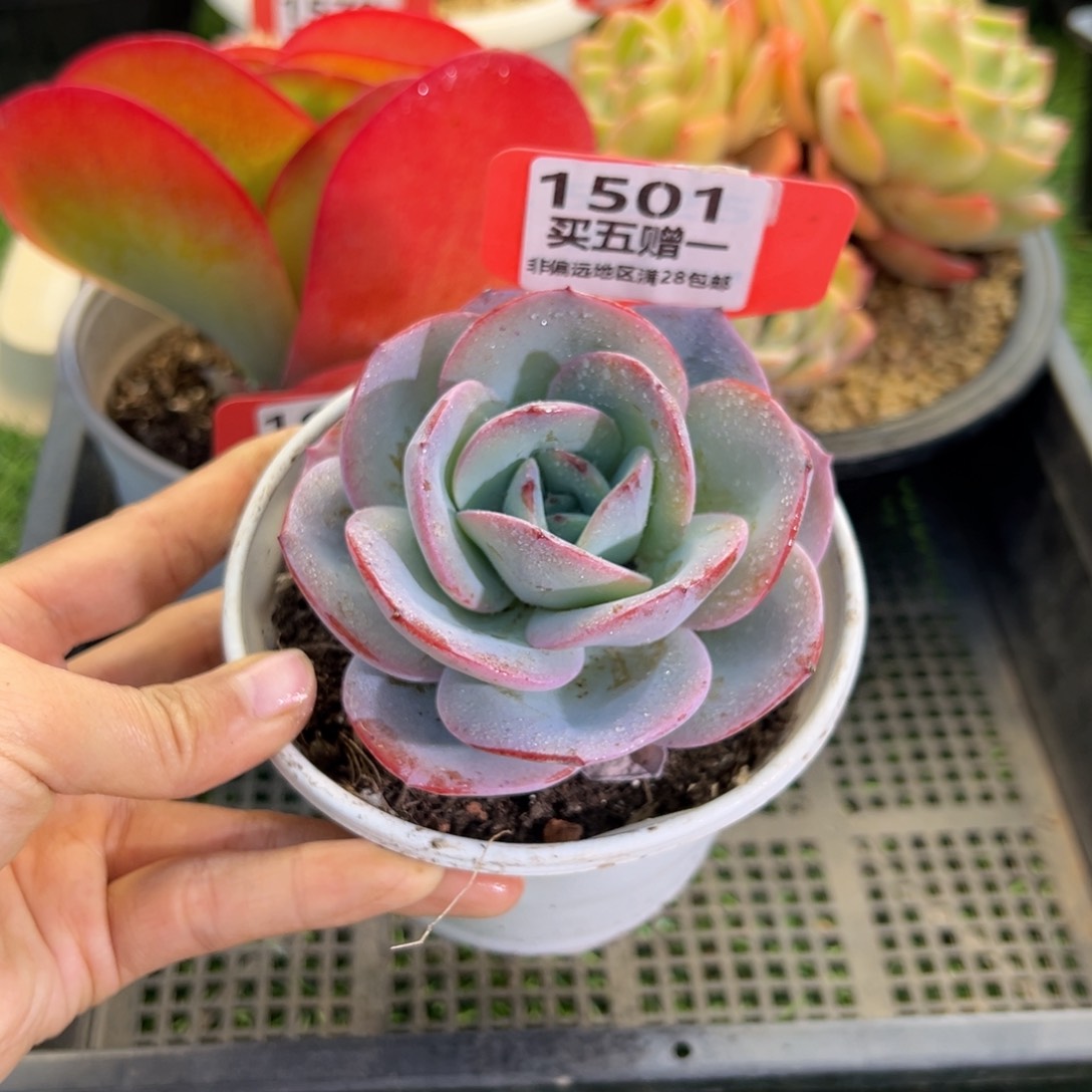 表妹精品多肉1501.