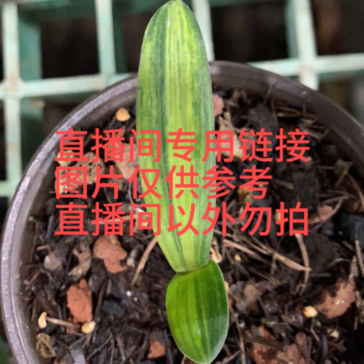 君子兰大小苗室内绿植花卉四季常青好养