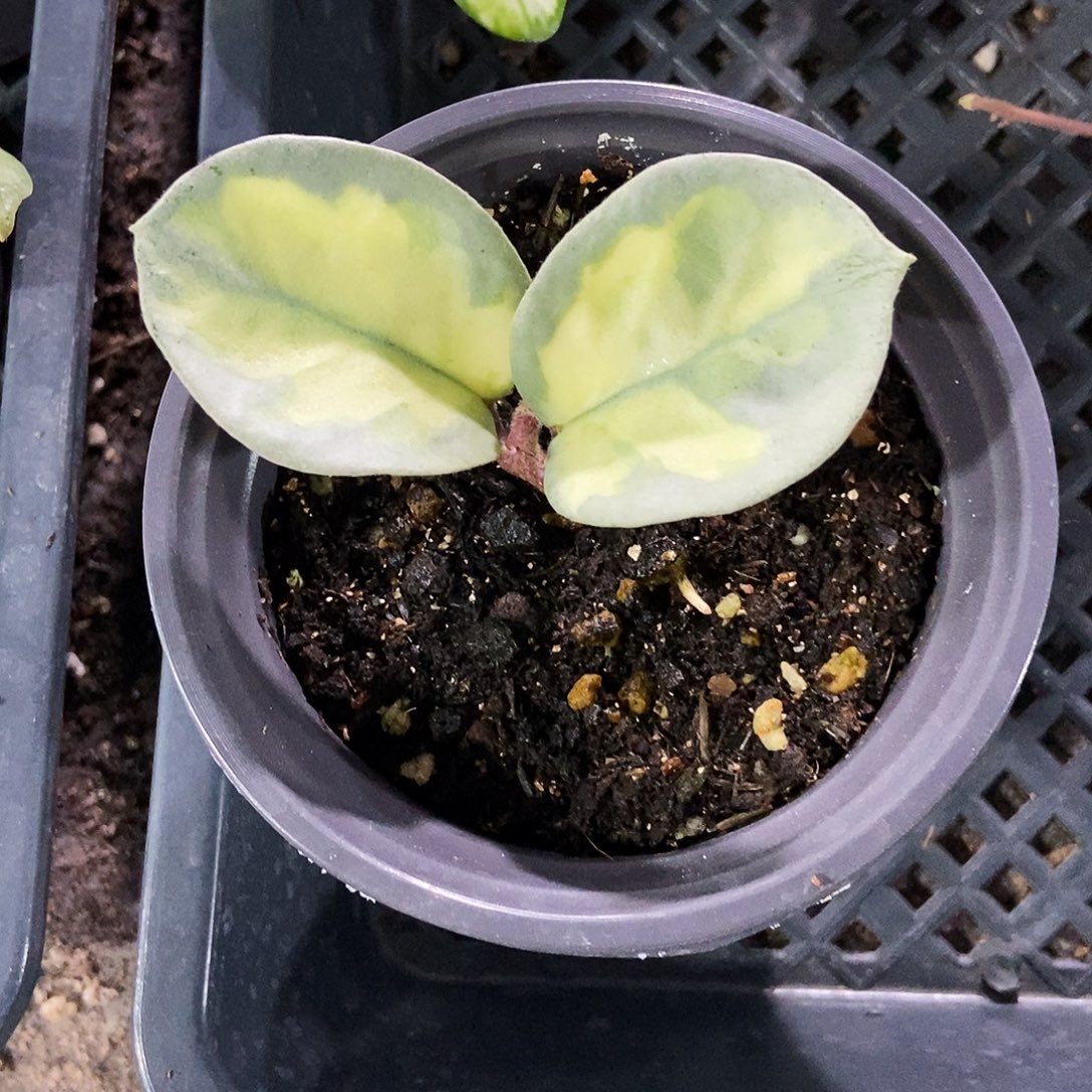 -***呀完全开放阿根廷公主28