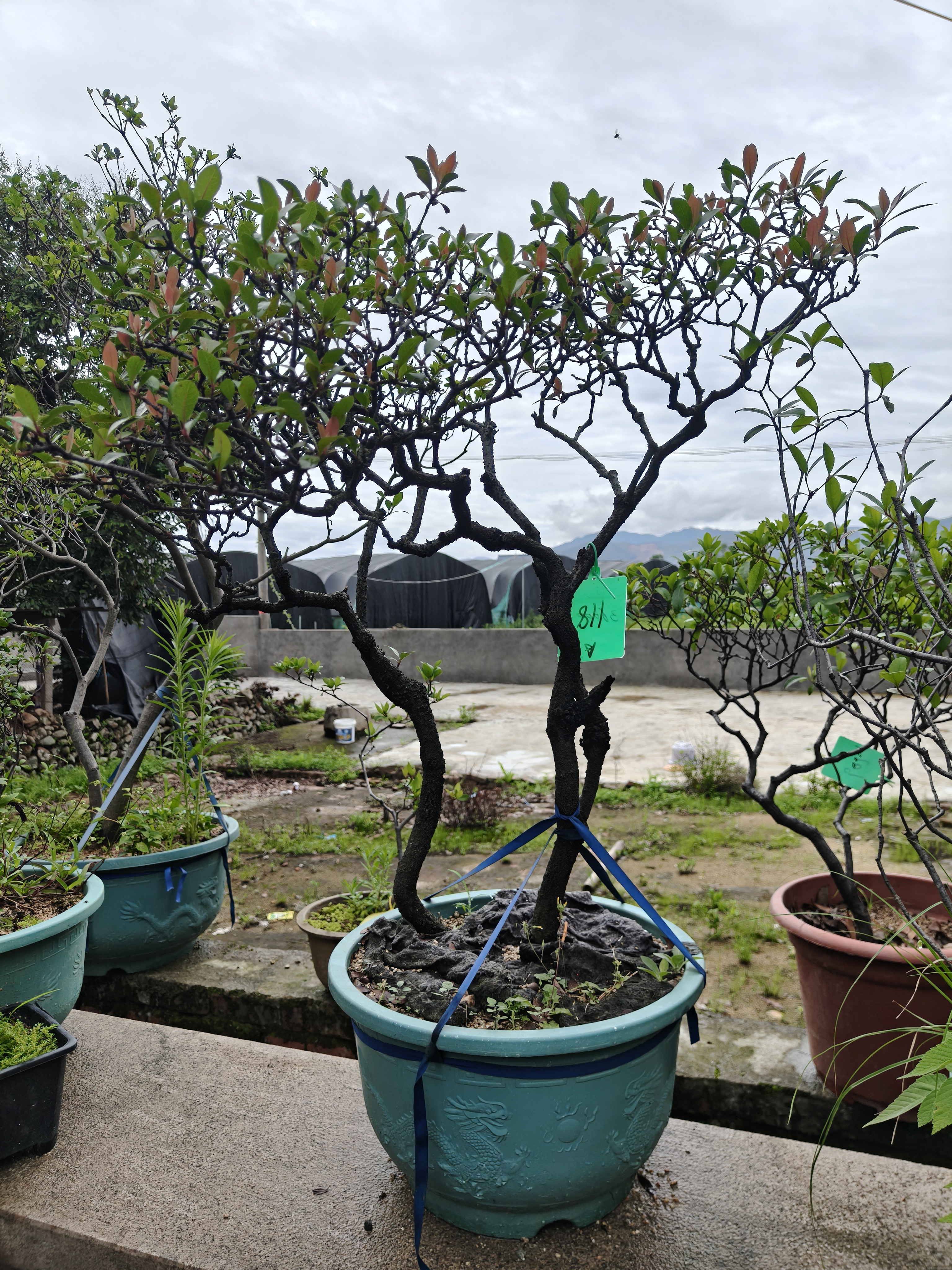 超级老辣海岛春花精品带盆老辣虫草枝