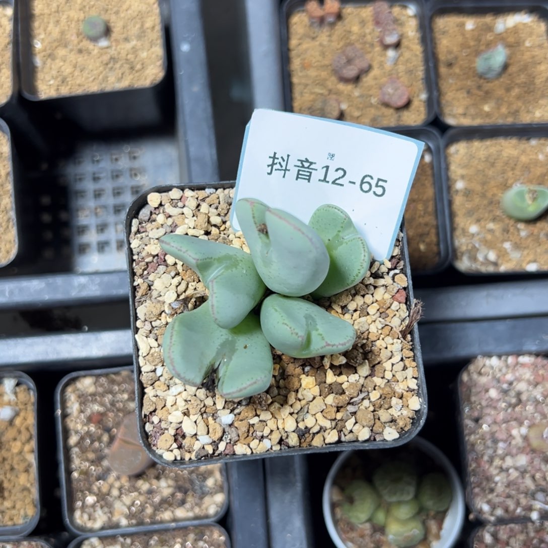 12-65肉锥多肉植物