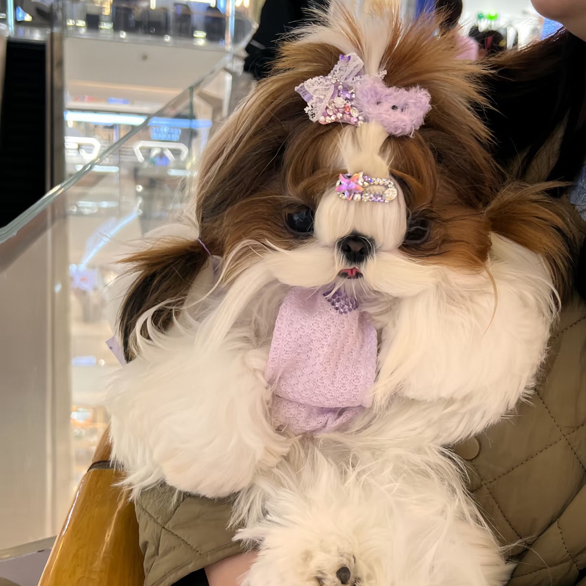 黄白花阿布犬（拉萨本地繁殖）