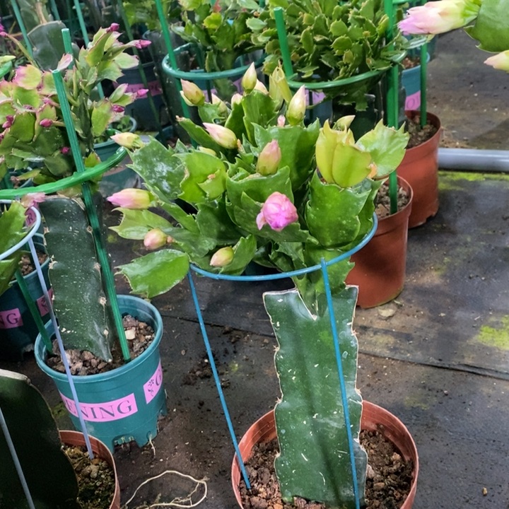 大部分花苞少量开放刚*311嫁接082