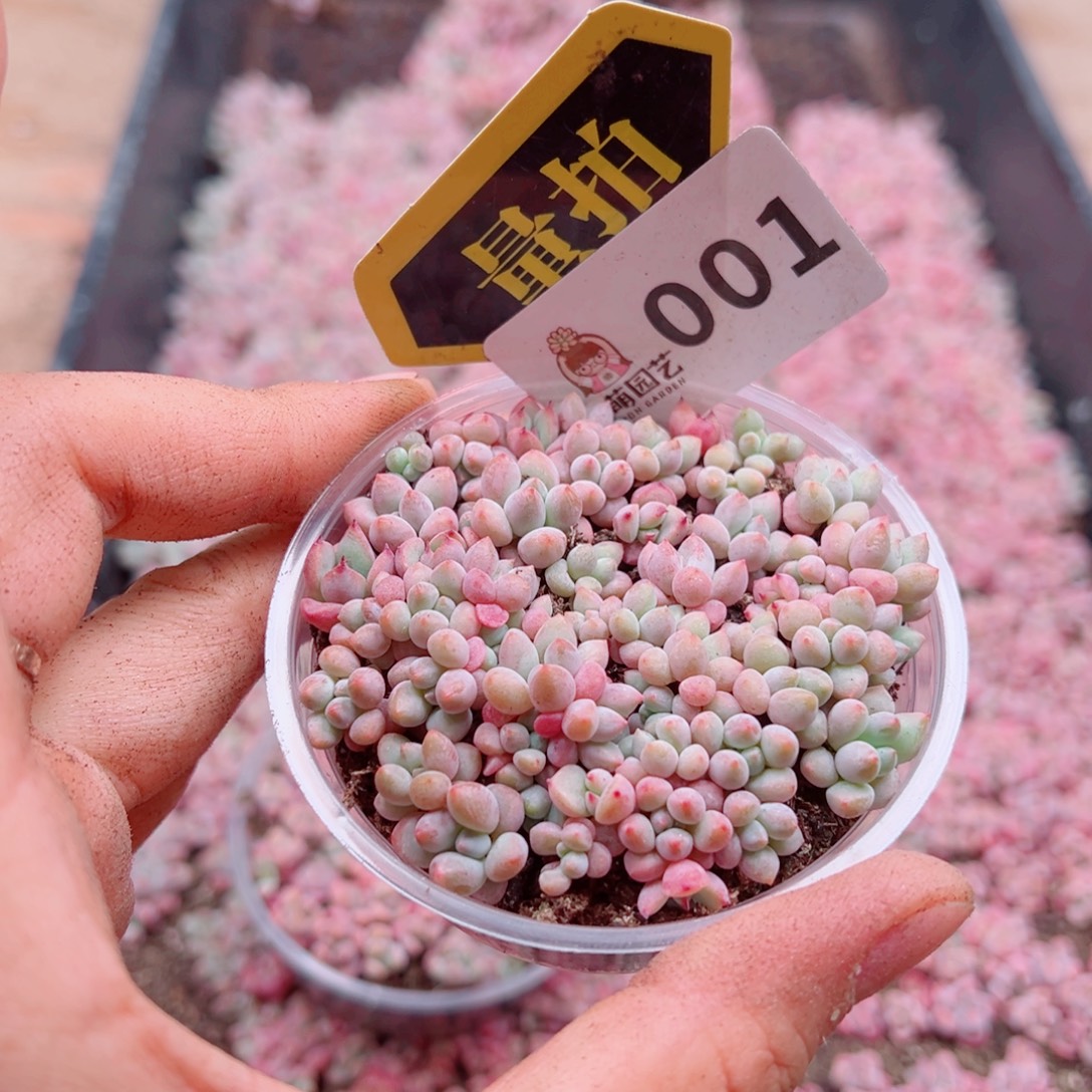 多肉植物多肉植物