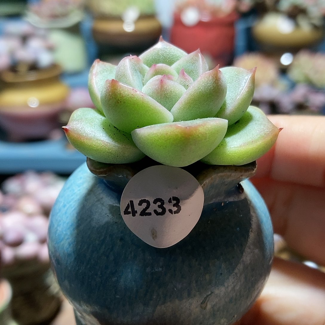 4233紫薯带盆土111