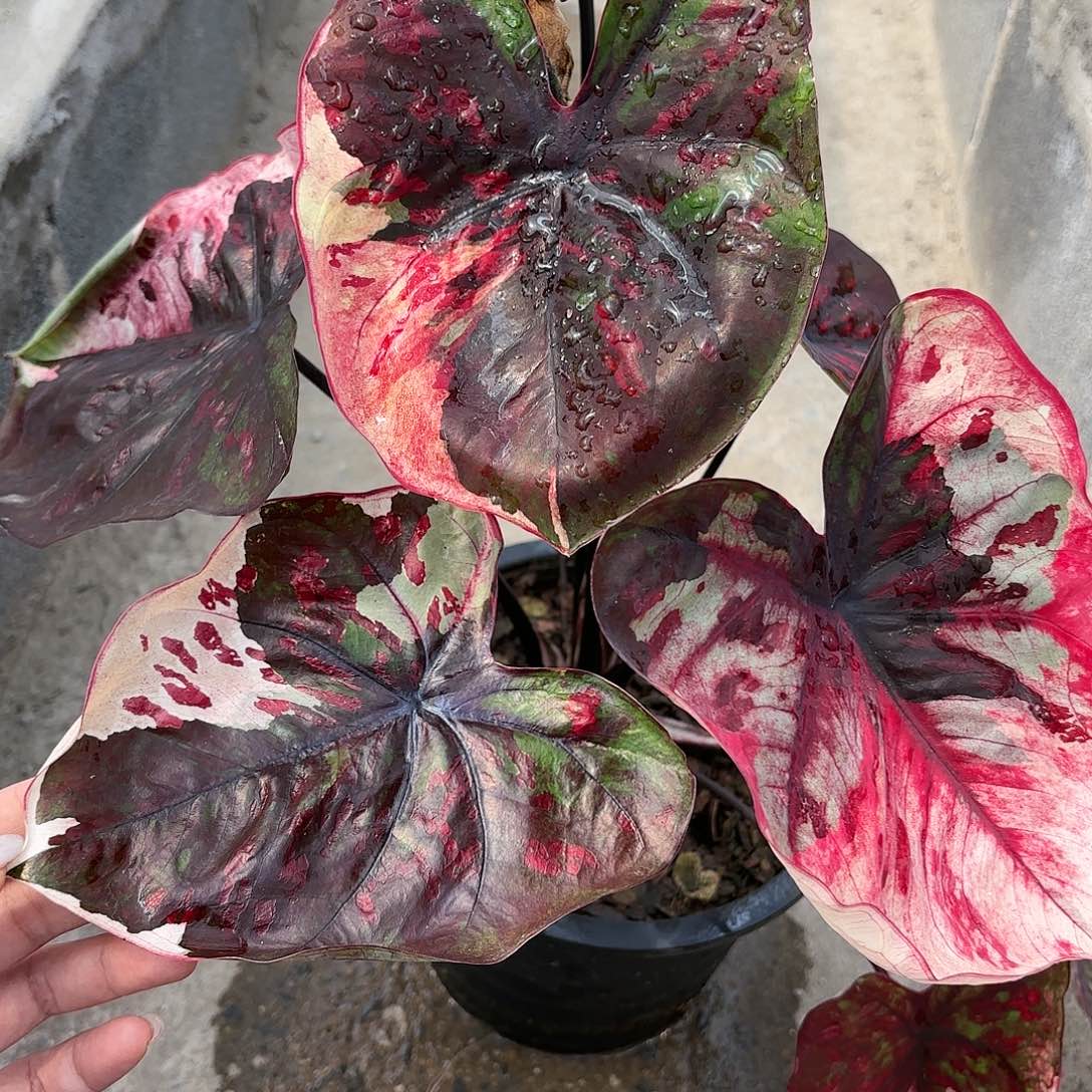 308-0123红魔变异彩叶芋泰国发货