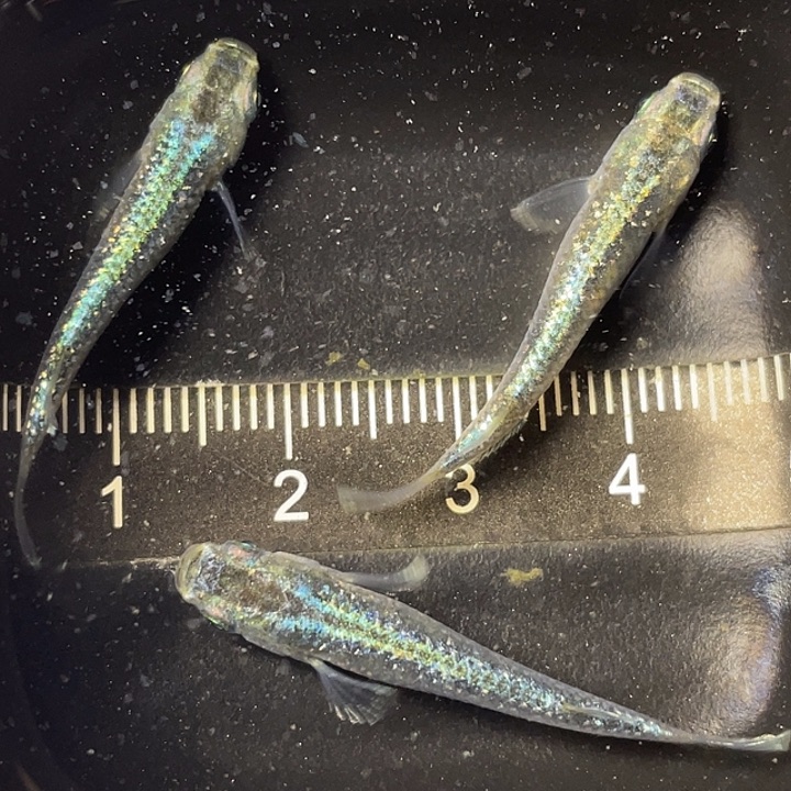 青鳉鱼全息图3条，23号，满15包邮，可叠单