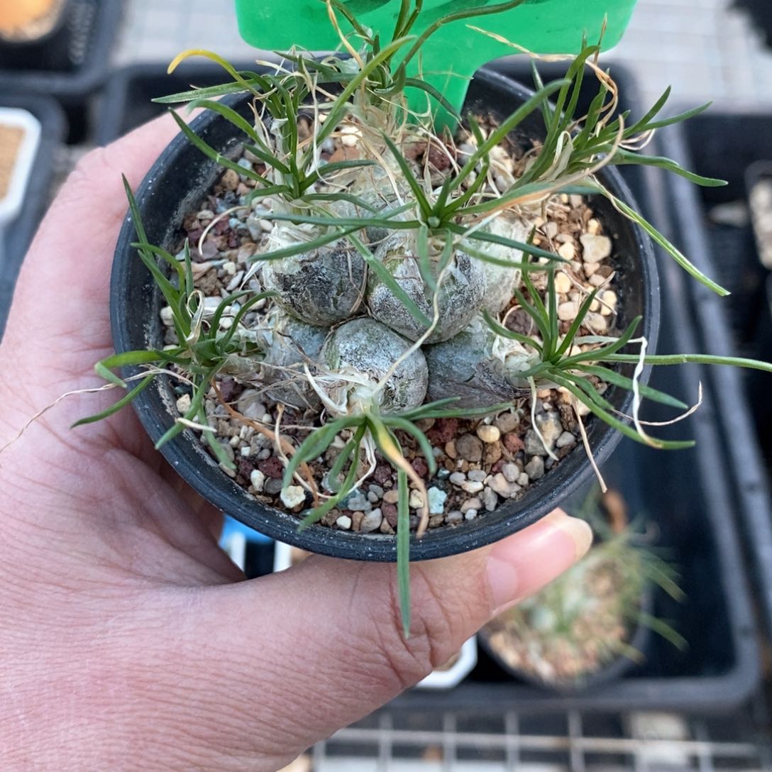 骑****子迷你海葱多肉植物