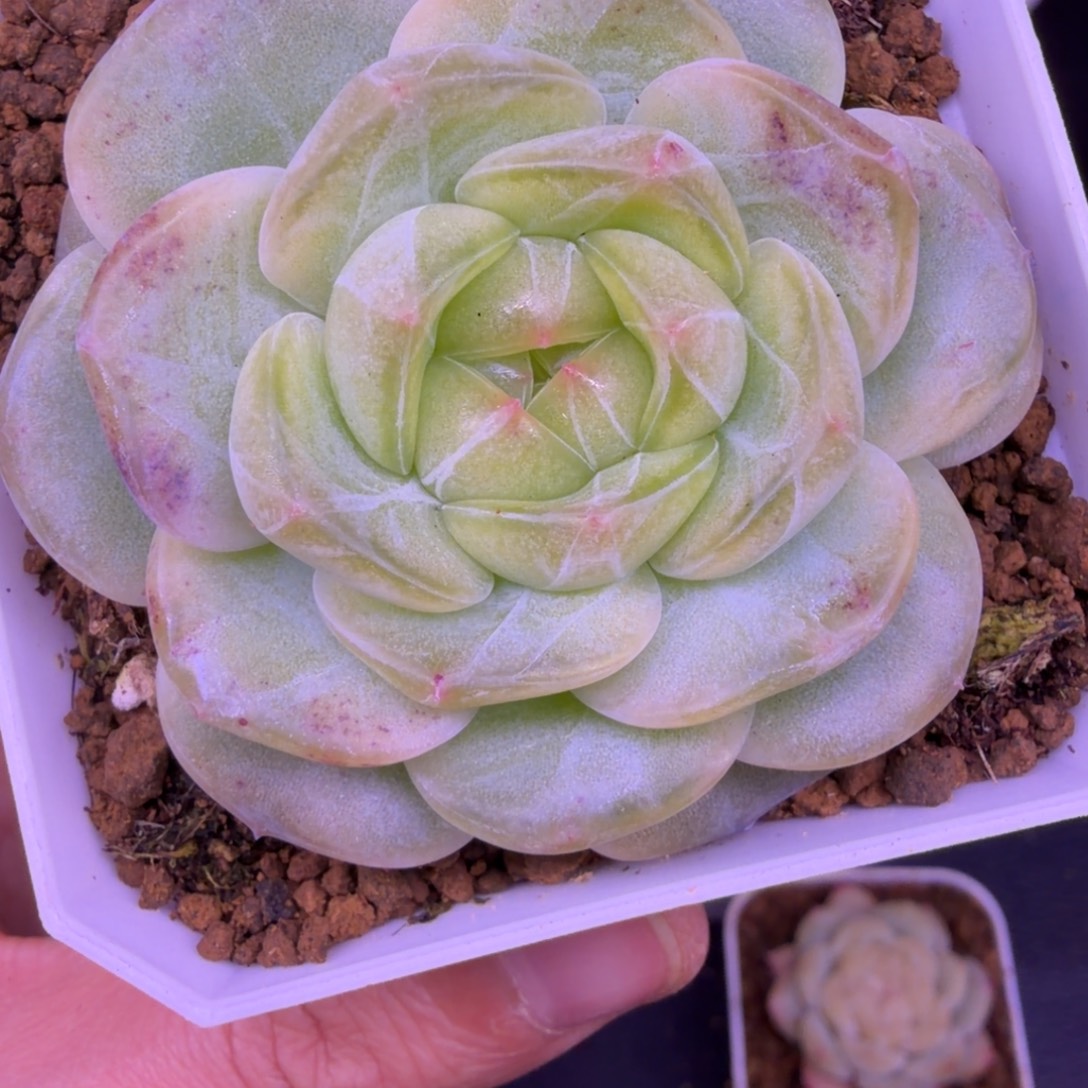 ****.102东篱下多肉植物哈哈哈102