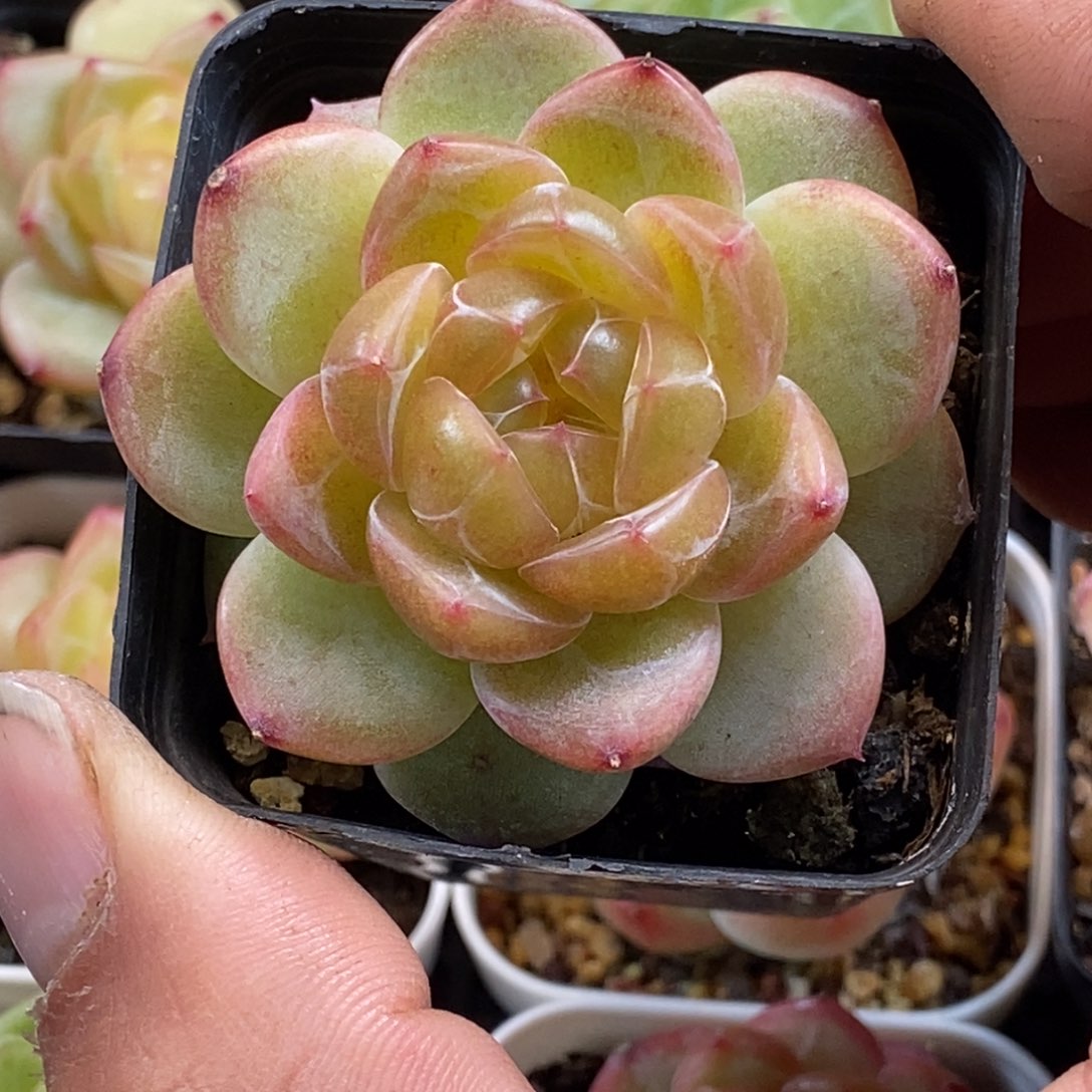 天官赐福百无禁忌