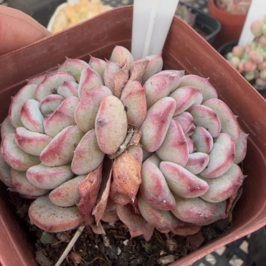 117白胖子一物一拍多肉