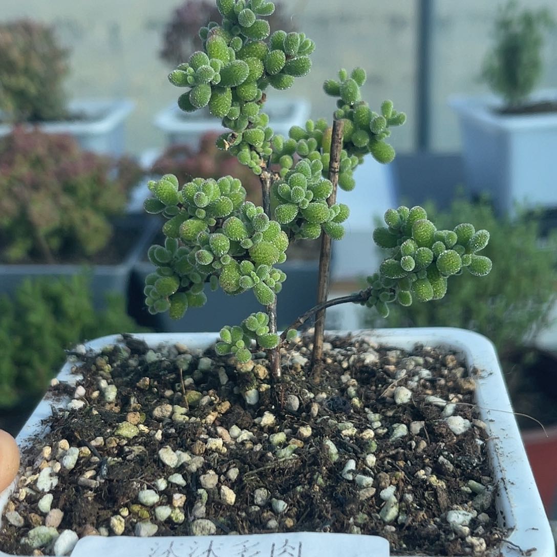 331翡翠枝干番杏