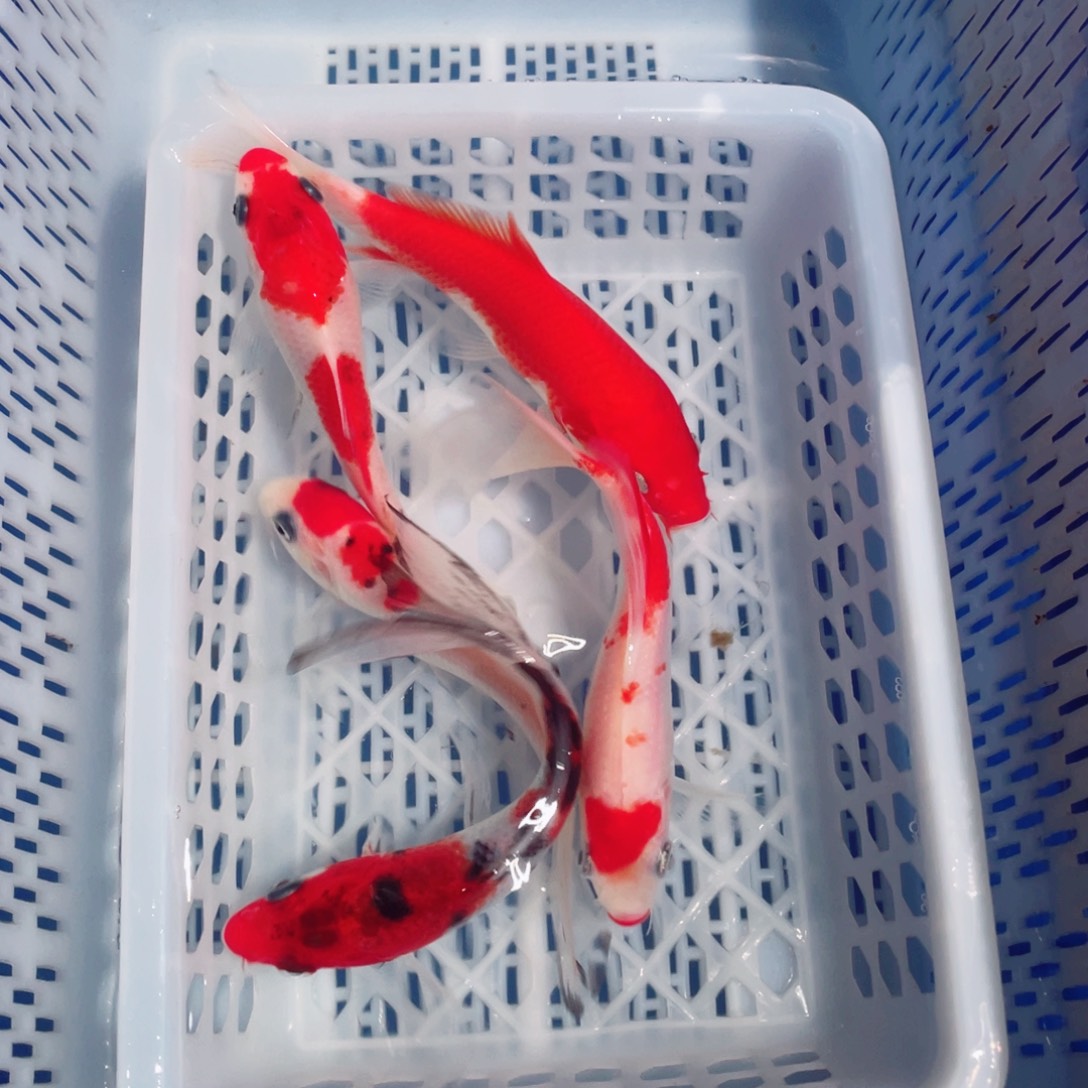 锦鲤锦鲤观赏鱼161888