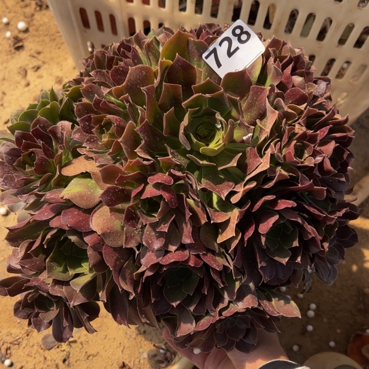玫瑰法师多肉植物728