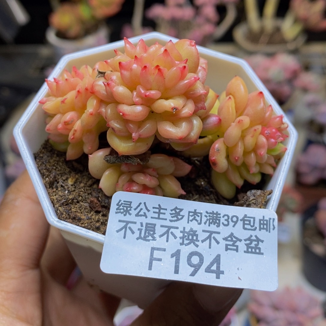 194蜡苹果奶多肉4cm