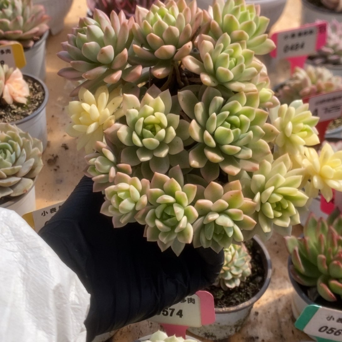 清**凝500马库斯锦锦锦锦锦