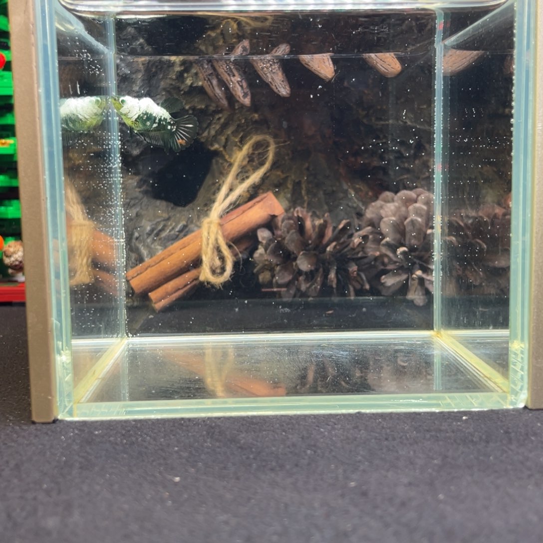 斗鱼十二月二十三日竞价