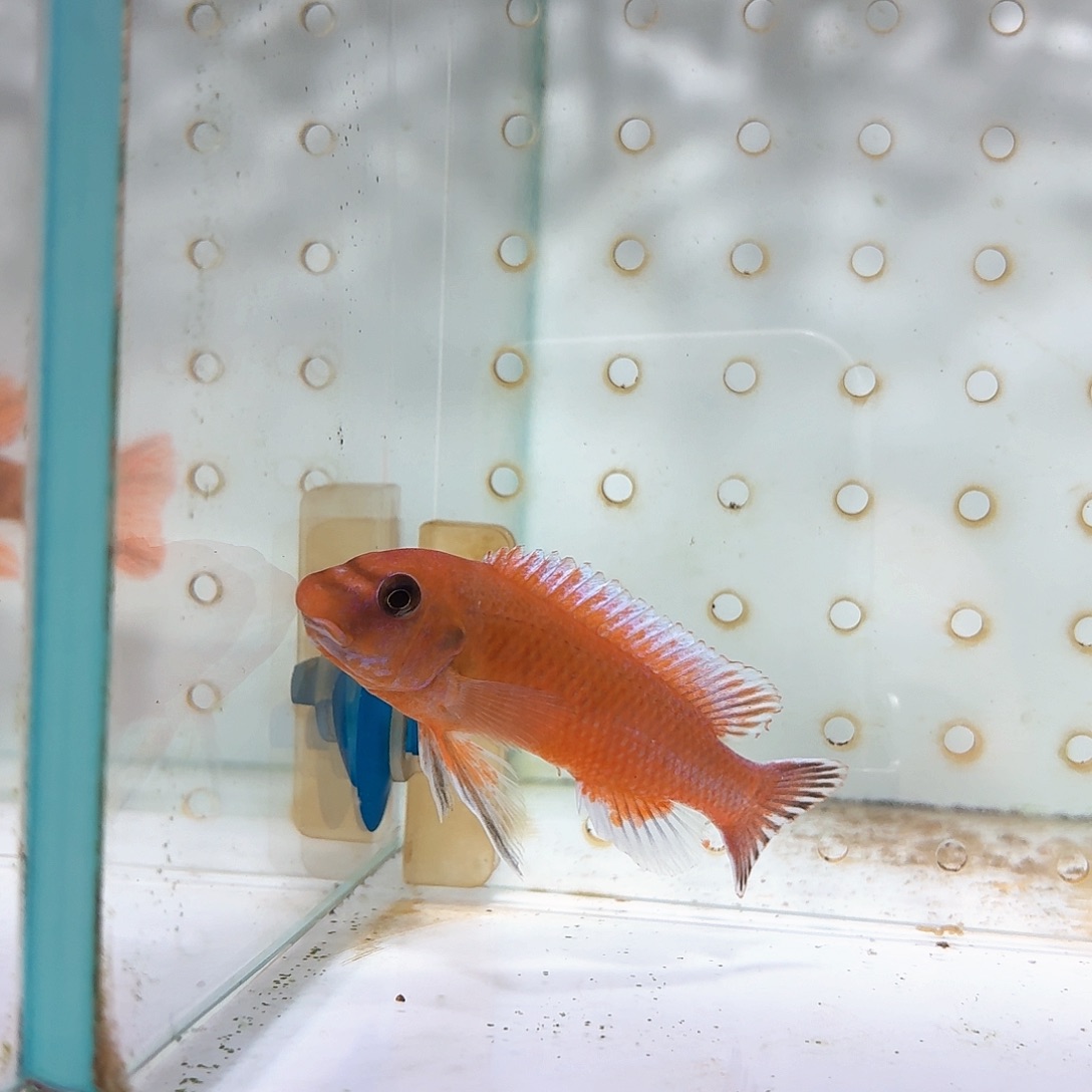 展***图慈鲷赤鲁巴红勾鼻3 缸