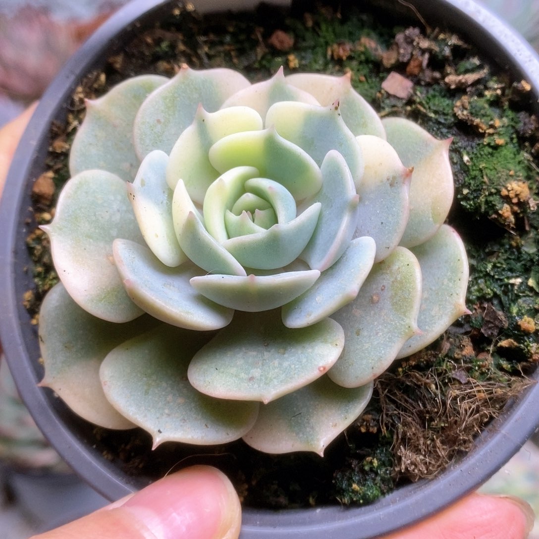 A168露娜莲锦锦锦锦锦