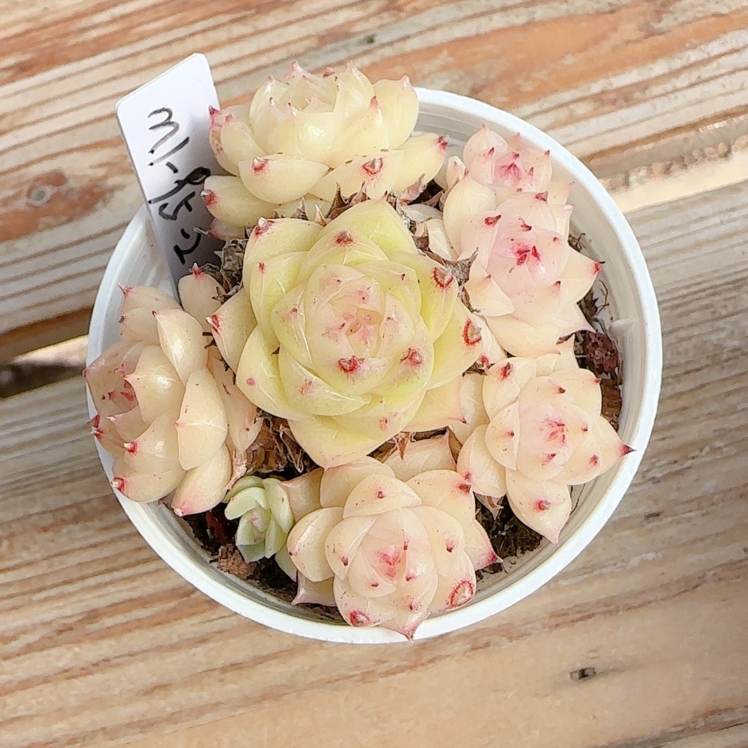 1230-25（m1-95-2）优选