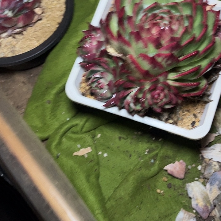 惊鸿仙子多肉植物11111