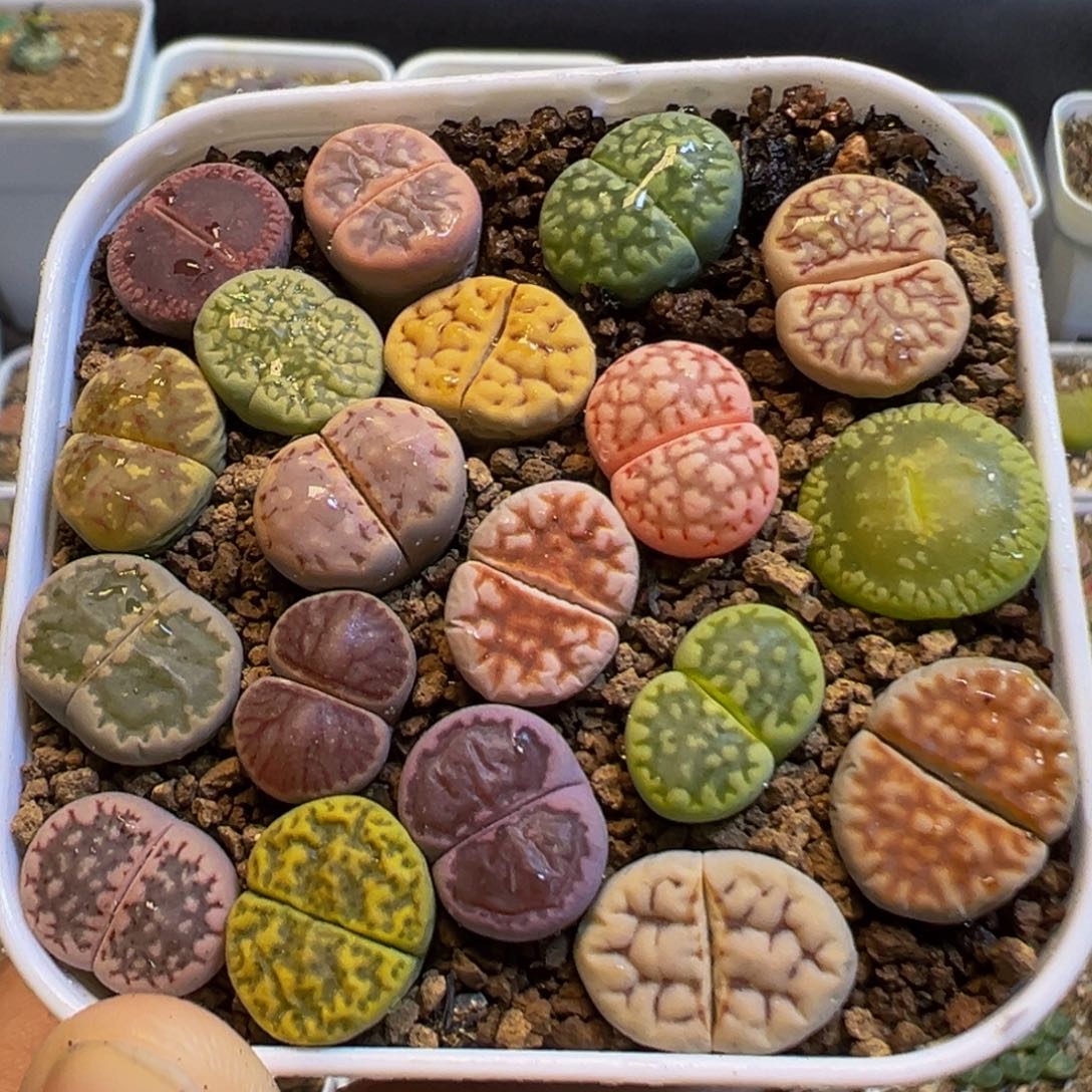 43多肉植物百科知识
