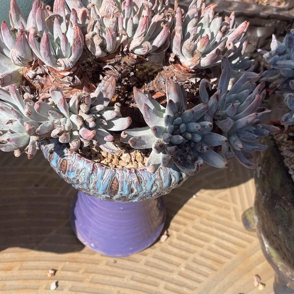 【闪购商品】白姆老庄