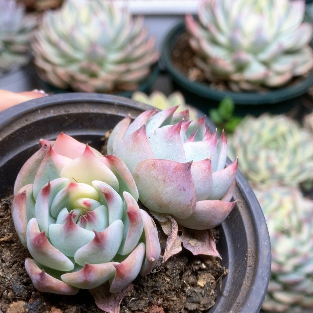 153锦锦锦锦锦锦锦
