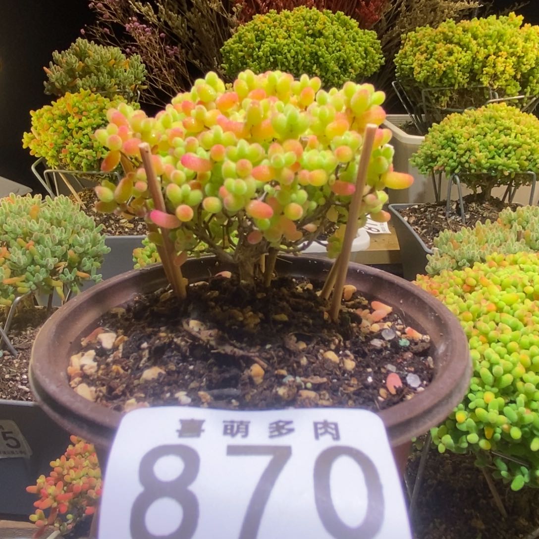 蜜桔枝干番杏870