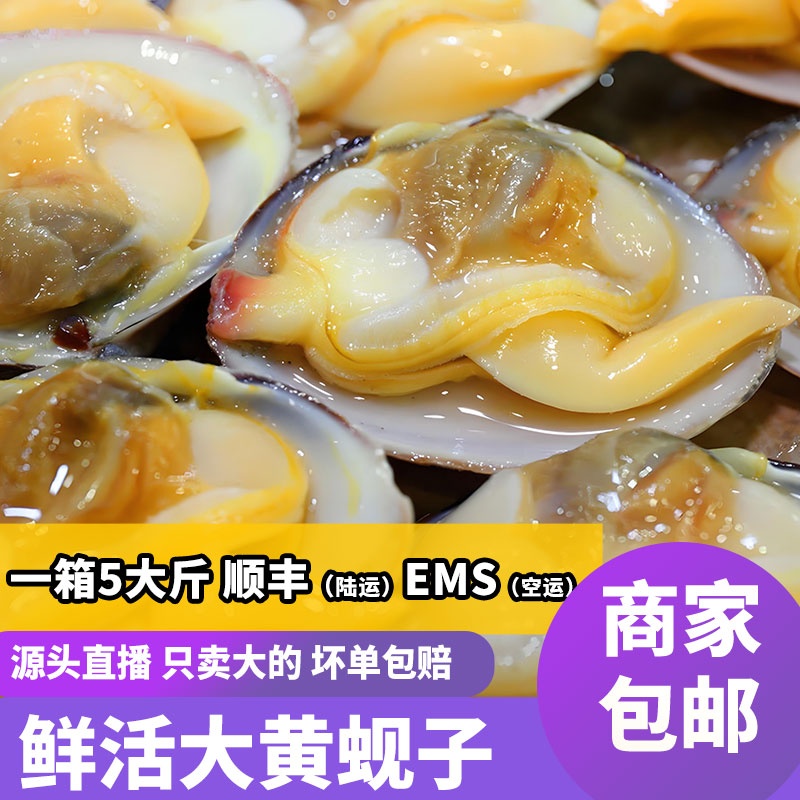 东港大黄蚬子一斤22-26大个头百分之95无沙鲜活个别碎壳略微掉秤