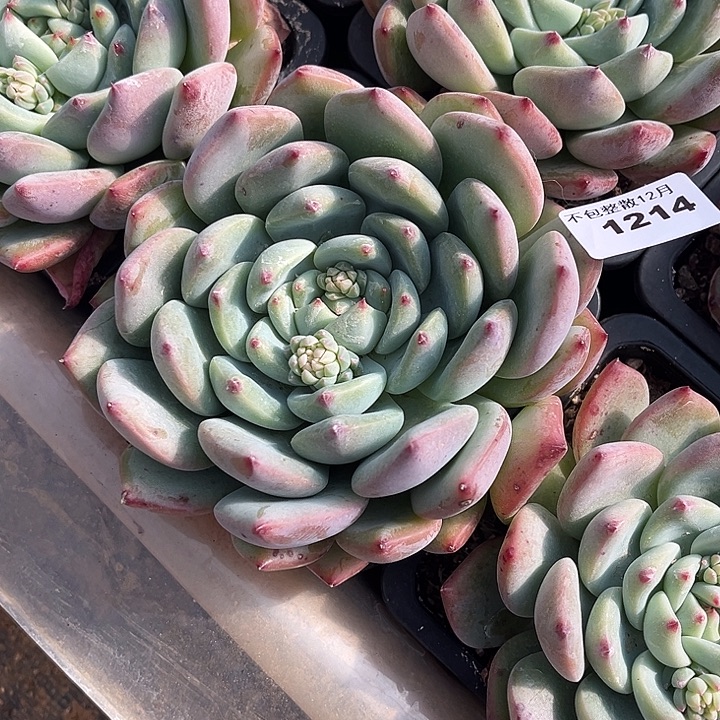 阿雅园艺。      1214吉娃娃杂奶酪