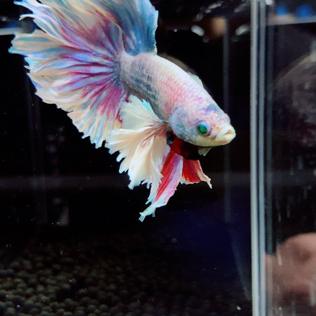 斗鱼黑322号a a a a a a