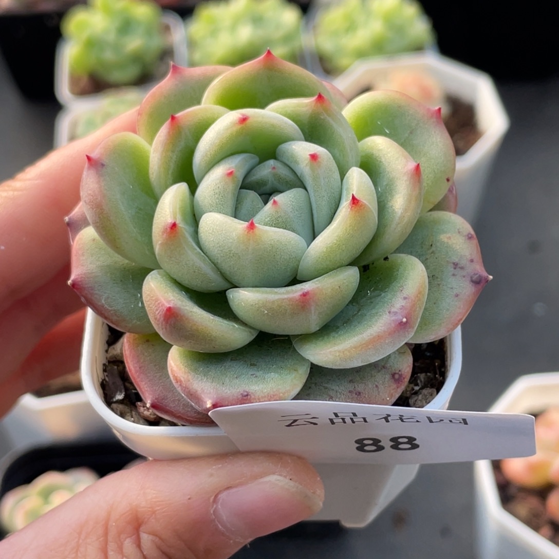 88号糖心冰心珍妮 编号珍妮