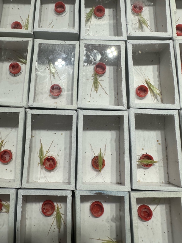 老挝柬竹青竹蛉好听