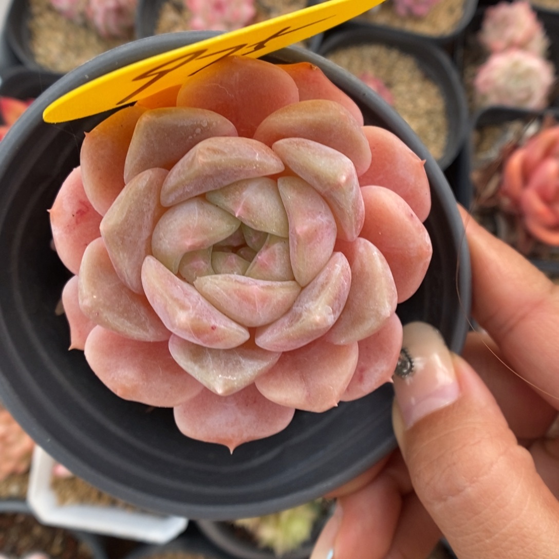 B***e恩宠可拍975号。    