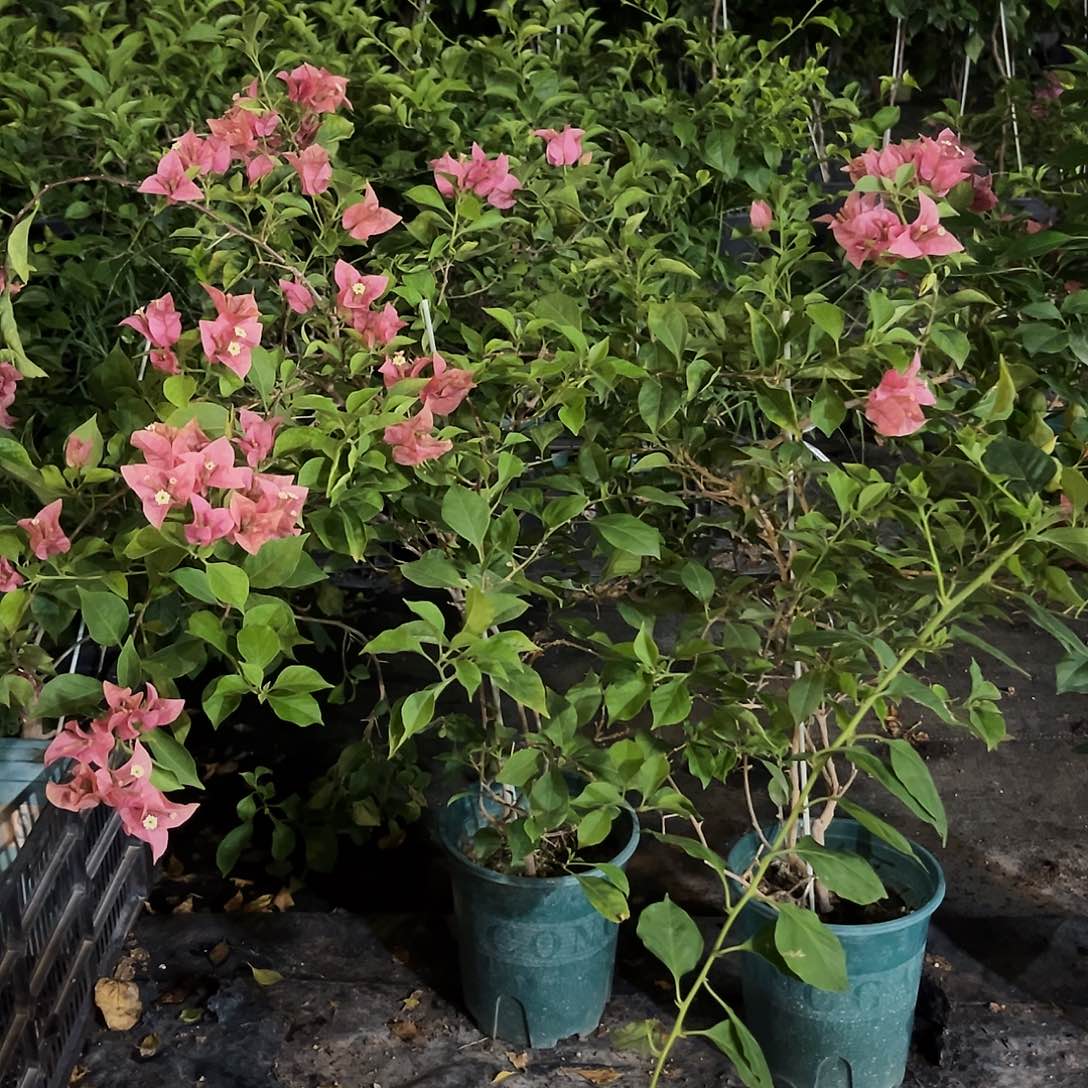 当前无花栽培后可以开花酒红带竹一颗